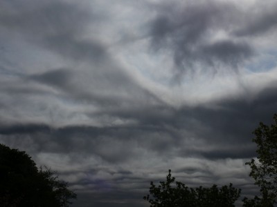22 Sc asperatus 20200419e.jpg