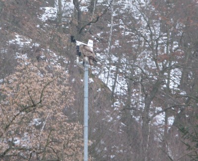 Windmesser und Greifvogel - so entstehen auch Messfehler (@Claudia ;-)