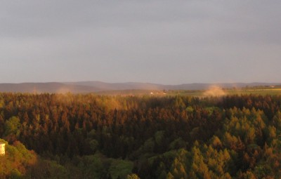 Fichtenpollenwolken