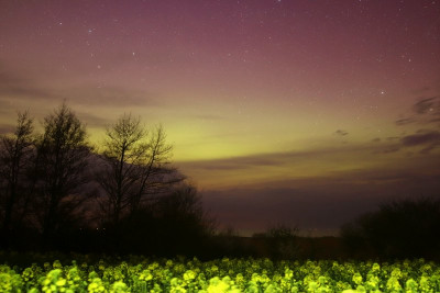 Polarlicht und Rapsblüte.