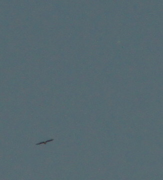Jupiter (re. oben) mit Bussard (?)