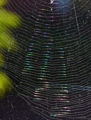 DSC_6368 verkleinert.jpg