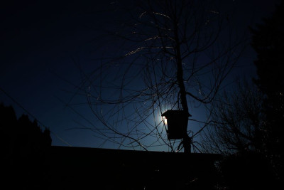 Erlen-Hasel-Corona F.jpg