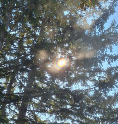 Schüttelcorona Eibe-2-F.jpg