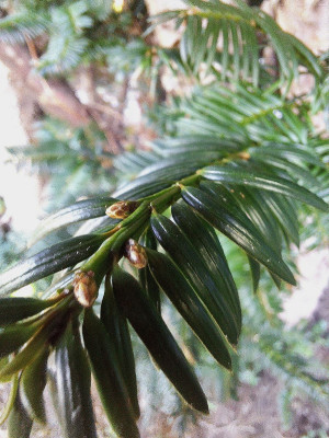 weibliche Eibe mit Zapfen-F.jpg