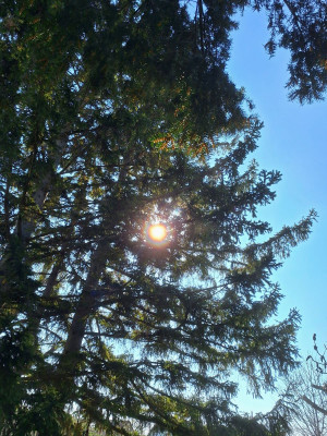 Schüttelcorona Eibe - F.jpg